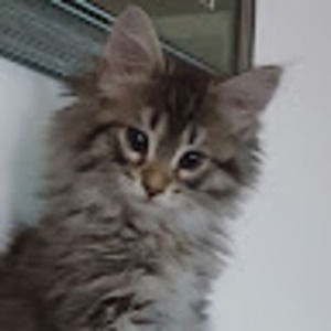 Meet your Posher, Carol